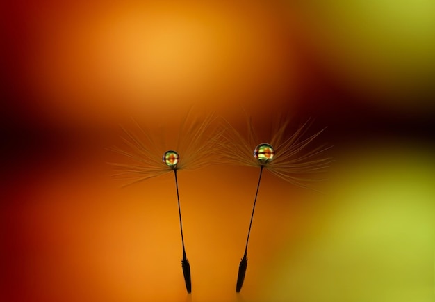 Beautiful dew drops on dandelion seeds closeup