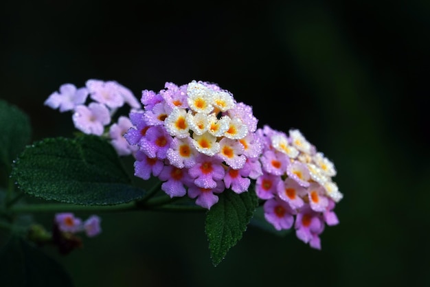 Beautiful Different types of Flowers Green Nature background Top View Macro Shot Valentine's Day