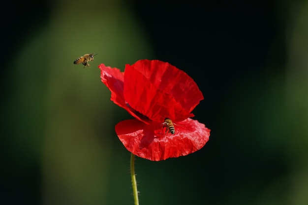 Beautiful Different types of Flowers Green Nature background Top View Macro Shot Valentine's Day