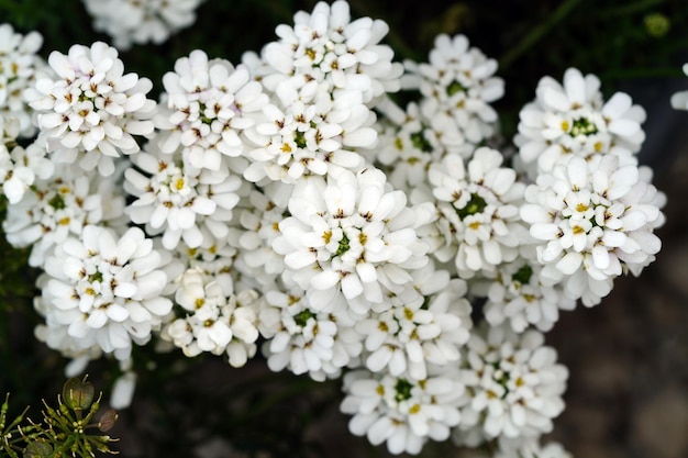 Beautiful Different types of Flowers Green Nature background Top View Macro Shot Valentine's Day