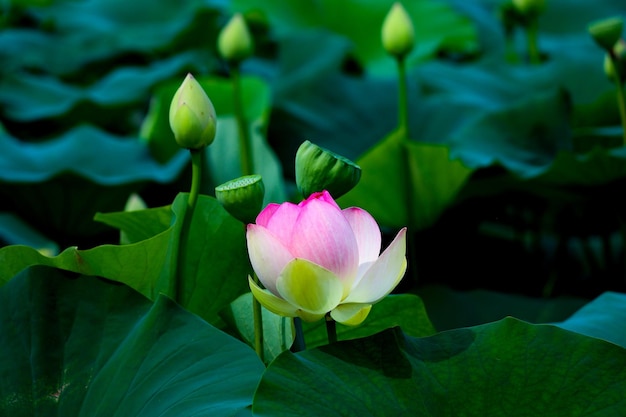 Beautiful Different types of Flowers Green Nature background Top View Macro Shot Valentine's Day