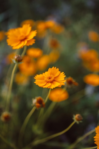 Beautiful different yellow wildflowers at sunset selective focus shallow depth of field