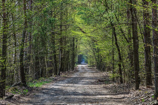 Beautiful dirt road through the spring beech forest in Ukraine