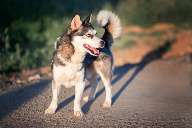 Beautiful dog of the Alaskan Clique breed