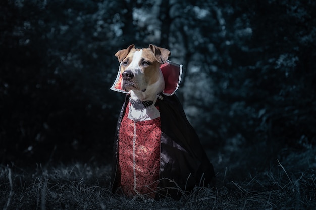 Beautiful dog dressed up as vampire in dark moonlit forest. Cute staffordshire terrier puppy in halloween costume of scary vampire in the woods, shot in low key