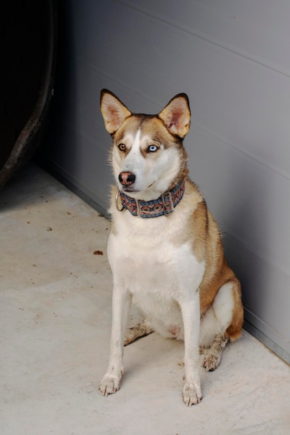 Beautiful dog from a shelter with different eyes