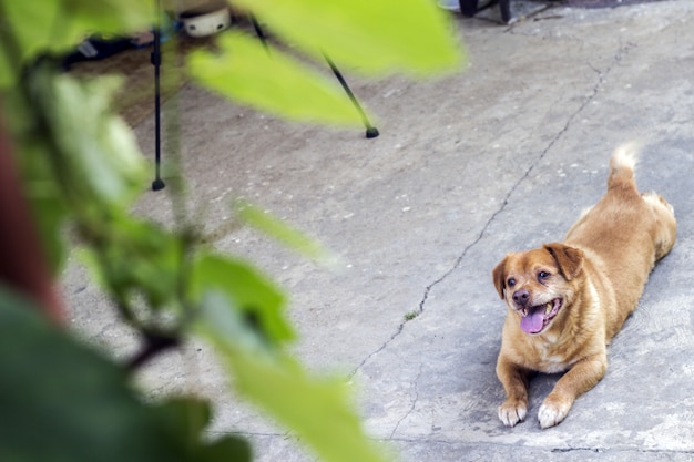 The beautiful dog is ready to play.