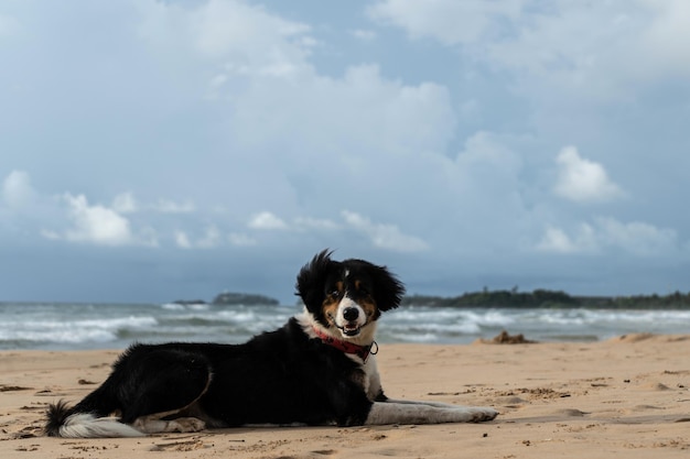 Beautiful dog lies on the sand near the ocean