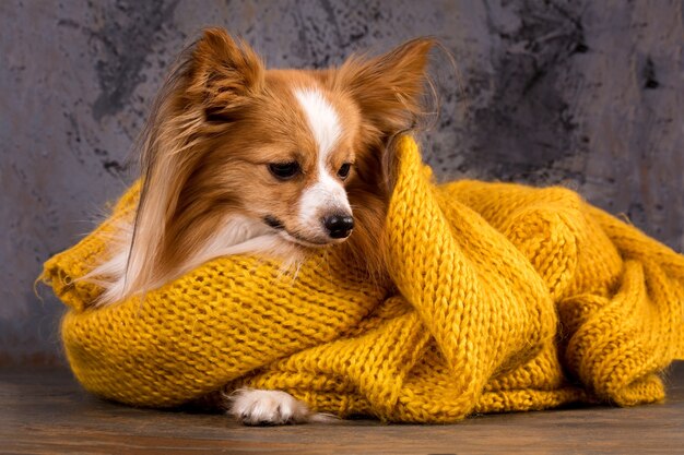 Beautiful dog lying in a warm sweater, close-up