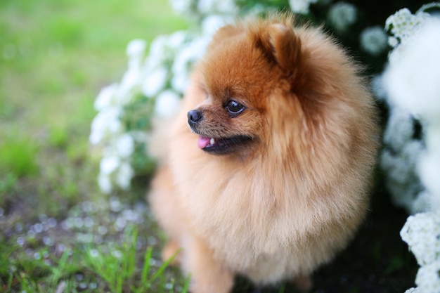 Beautiful dog. Pomeranian dog near blossoming white bush. Pomeranian dog in a park. Adorable dog. Happy dog