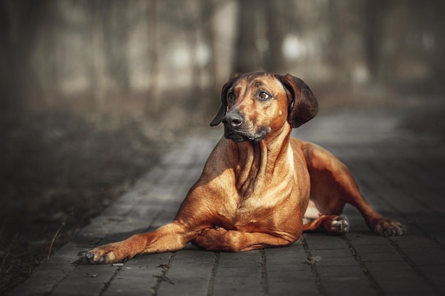 Beautiful dog rhodesian ridgeback outdoors