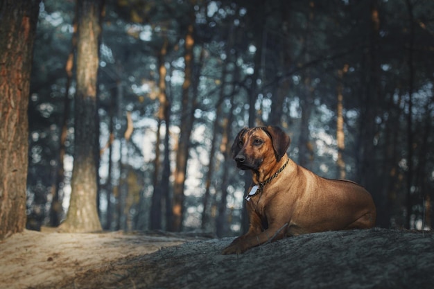 Beautiful dog rhodesian ridgeback outdoors