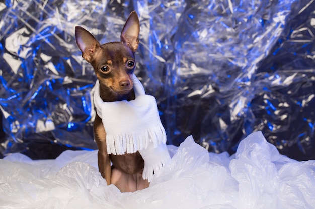 Beautiful dog in a white hat and scarf. Russian toy terrier on Christmas Eve