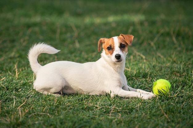 Beautiful doggy funny puppy of jack russell terrier playing on green grass at public park in spring