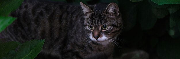 Beautiful domestic cat walking among green grass