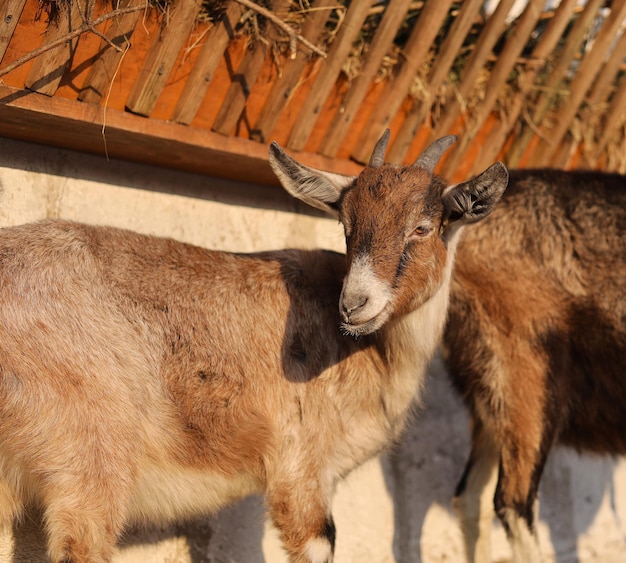 Beautiful domestic goats on a private farm Goats walk in the pen during the day