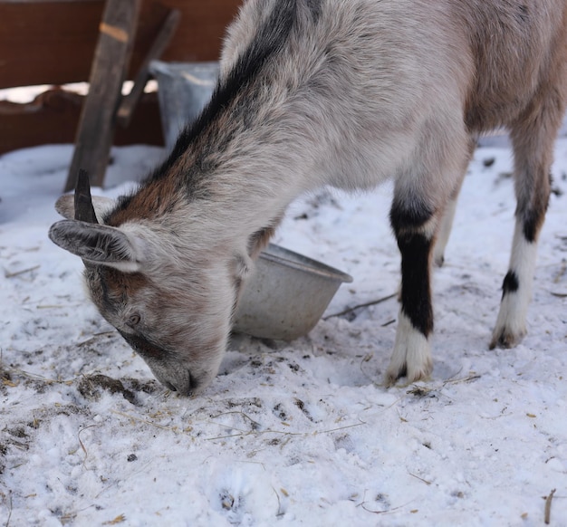 Beautiful domestic goats on a private farm Valuable dairy animals