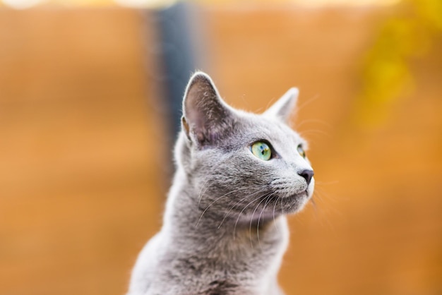 Beautiful domestic gray or blue british short hair cat with blue green eyes on a wooden background