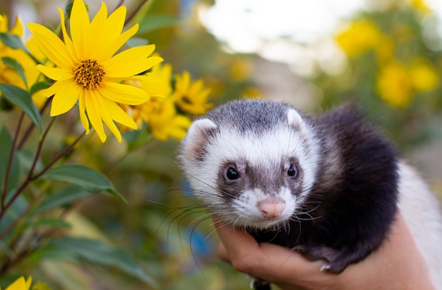 Beautiful domestic gray ferret. Portrait next to flowers.