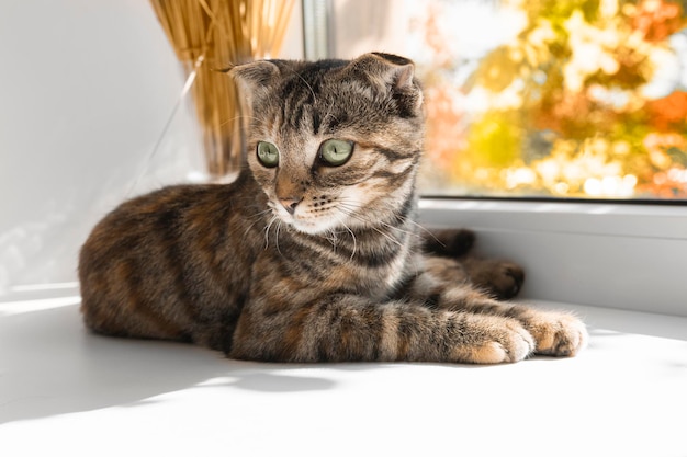 A beautiful domestic kitten with green eyes lies on the windowsill and looks to the side