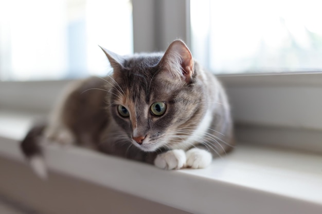 A beautiful domestic tricolor cat with green eyes lies on the windowsill and looks to the side Closeup selective focus