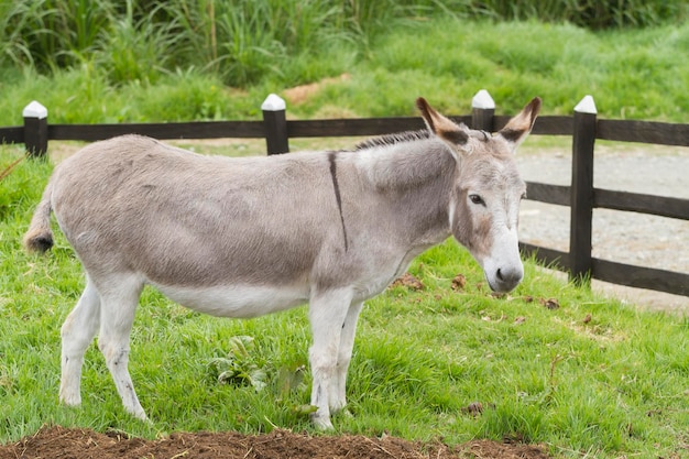 Beautiful donkey grazing in the paddock Equus africanus asinus