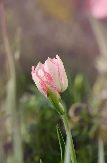 Beautiful double pink tulip Pink early flowering double tulip