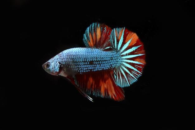 Beautiful dragon nemo betta fighting fish on black blackground