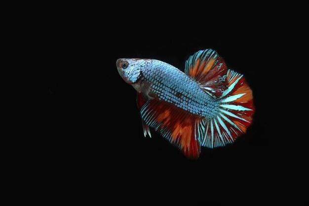 Beautiful dragon nemo betta fighting fish on black blackground