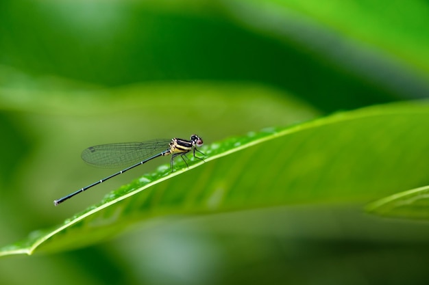 Beautiful dragonfly on green leaf