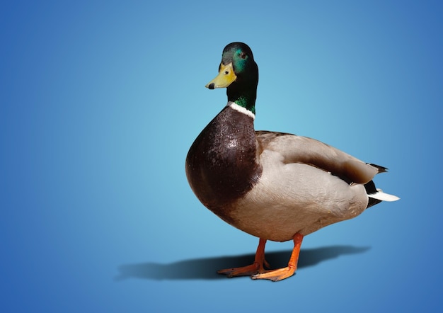 Beautiful drake stands on a blue background