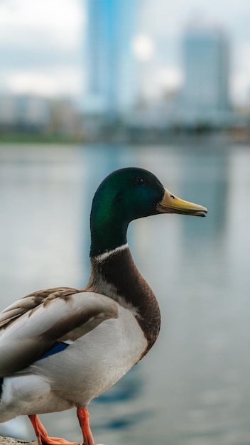 A beautiful drake stands on the embankment