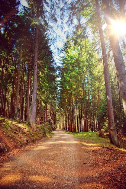 Beautiful Dreamy Green Forest in Nature Photo