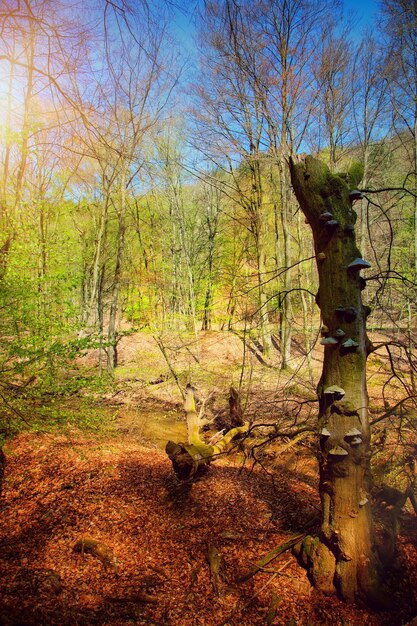 Beautiful Dreamy Green Forest in Nature Photo