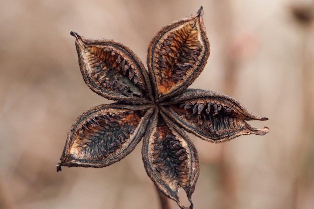 Beautiful dried flower closeup Trending dry plant in fall Poster for interior Autumn background