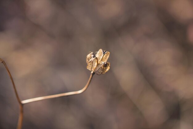 Photo beautiful dried flower in a natural environment dry flowers after winter in the open