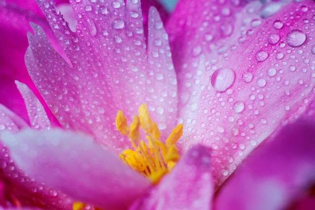 Beautiful drops of water on a flower petal of a peony closeup Soft focus Floral macro background