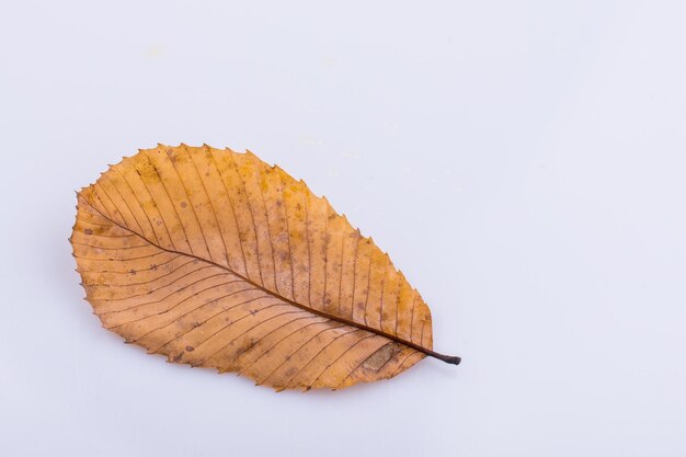 Beautiful dry autumn leaf placed on a white background