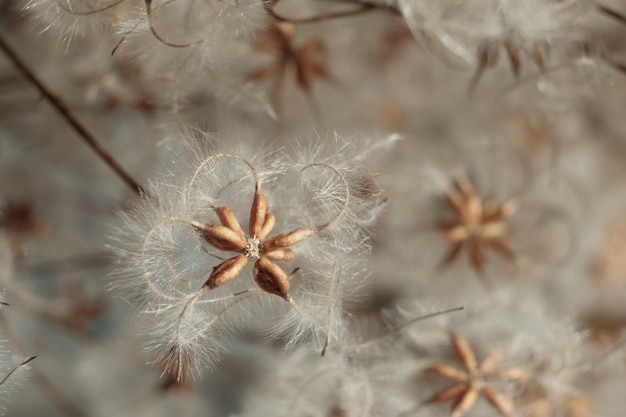 Beautiful Dry clematis flowers Natural floral autumn background Selective focus