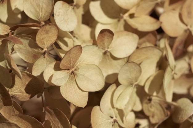 Beautiful dry flowers Dried hydrangea petals close up Stylish poster soft focus