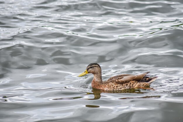 Beautiful duck is swimming in Windermere Lake after raining