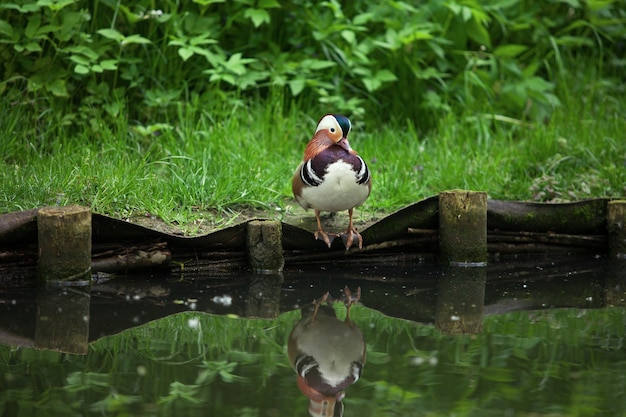 Beautiful duck sits on the river bank in the forest