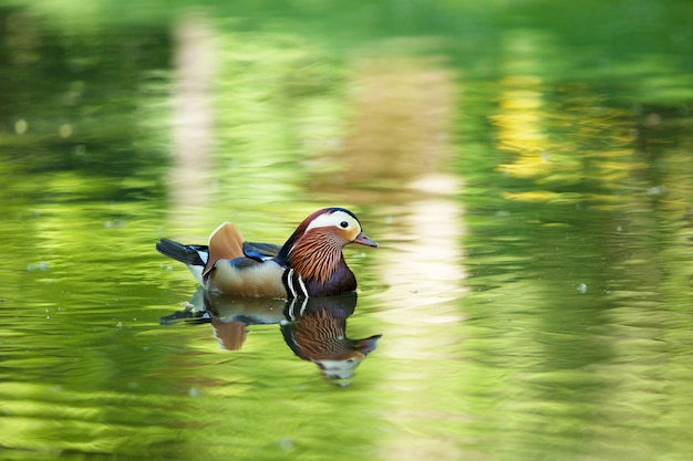 Beautiful duck swim in the river.