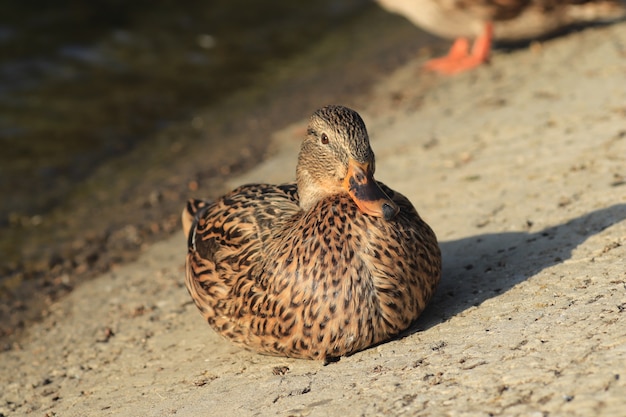 beautiful ducks are resting by the pond under the warm sun