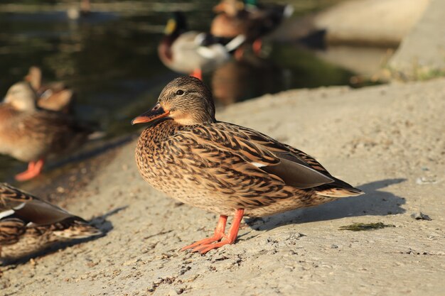 beautiful ducks are resting by the pond under the warm sun