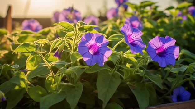 Beautiful dwarf morning glory flower garden images Generative AI