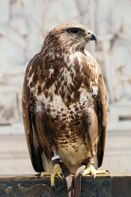 Beautiful eagle bird closeup