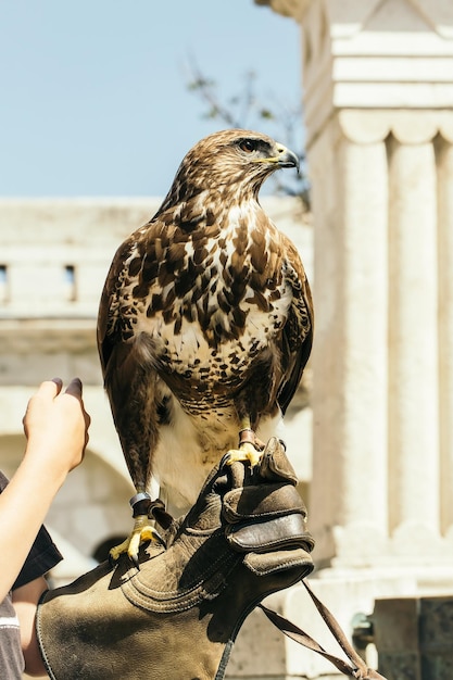 Beautiful eagle bird closeup