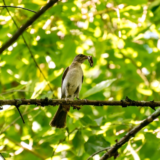 Beautiful Eastern Slaty Thrush bird with worm in beak in Brazilian forest Turdus subalaris