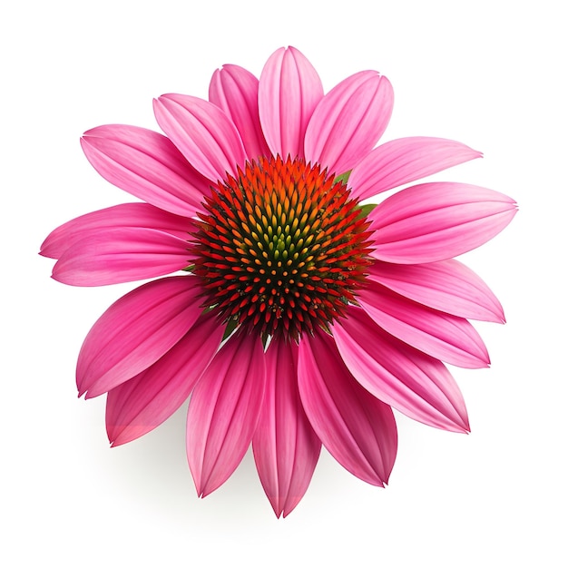 Beautiful Echinacea isolated on white background